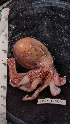  ( - ZMBN_157875)  @11 [ ] Creative Commons BY SA (2023) University of Bergen Natural History Collections