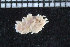  (Edmundsella - ZMBN_94136)  @14 [ ] CreativeCommons - Attribution Non-Commercial Share-Alike (2015) University of Bergen University of Bergen, Natural History Collections