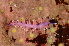  ( - ZMBN_94136)  @14 [ ] CreativeCommons - Attribution Non-Commercial Share-Alike (2015) University of Bergen University of Bergen, Natural History Collections