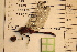  (Sympetrum rubicundulum - NBM- 014585)  @12 [ ] Unspecified (default): All Rights Reserved  Unspecified Unspecified