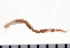  ( - HUNTSPOL0033)  @13 [ ] CreativeCommons - Attribution (2010) Unspecified Centre for Biodiversity Genomics