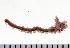  ( - HUNTSPOL0035)  @13 [ ] CreativeCommons - Attribution (2010) Unspecified Centre for Biodiversity Genomics