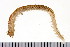  ( - HUNTSPOL0052)  @13 [ ] CreativeCommons - Attribution (2010) Unspecified Centre for Biodiversity Genomics