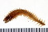  ( - HUNTSPOL0053)  @14 [ ] CreativeCommons - Attribution (2010) Unspecified Centre for Biodiversity Genomics