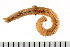  (Ninoe - HUNTSPOL0115)  @14 [ ] CreativeCommons - Attribution (2010) Unspecified Centre for Biodiversity Genomics
