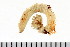  (Spio setosa - HUNTSPOL0118)  @13 [ ] CreativeCommons - Attribution (2010) Unspecified Centre for Biodiversity Genomics
