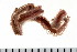  ( - HUNTSPOL0132)  @13 [ ] CreativeCommons - Attribution (2010) Unspecified Centre for Biodiversity Genomics