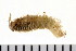  (Spio filicornis - HUNTSPOL0176)  @12 [ ] CreativeCommons - Attribution (2010) Unspecified Centre for Biodiversity Genomics