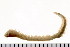 ( - HUNTSPOL0177)  @14 [ ] CreativeCommons - Attribution (2010) Unspecified Centre for Biodiversity Genomics