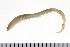  ( - HUNTSPOL0212)  @13 [ ] CreativeCommons - Attribution (2010) Unspecified Centre for Biodiversity Genomics