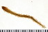  ( - HUNTSPOL0245)  @14 [ ] CreativeCommons - Attribution (2010) Unspecified Centre for Biodiversity Genomics