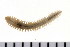  (Micronephthys minuta - HUNTSPOL0273)  @13 [ ] CreativeCommons - Attribution (2010) Unspecified Centre for Biodiversity Genomics