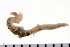  (Trichobranchidae - HUNTSPOL0302)  @14 [ ] CreativeCommons - Attribution (2010) Unspecified Centre for Biodiversity Genomics