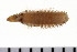  (Ninoe - HUNTSPOL0303)  @14 [ ] CreativeCommons - Attribution (2010) Unspecified Centre for Biodiversity Genomics