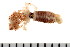 (Sabellinae - HUNTSPOL0370)  @14 [ ] CreativeCommons - Attribution (2010) Unspecified Centre for Biodiversity Genomics