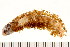  ( - HUNTSPOL0376)  @13 [ ] CreativeCommons - Attribution (2010) Unspecified Centre for Biodiversity Genomics