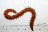  ( - HUNTSPOL0001)  @14 [ ] CreativeCommons - Attribution (2010) Unspecified Centre for Biodiversity Genomics