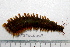  ( - HUNTSPOL0009)  @13 [ ] CreativeCommons - Attribution (2010) Unspecified Centre for Biodiversity Genomics