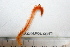  ( - HUNTSPOL0047)  @13 [ ] CreativeCommons - Attribution (2010) Unspecified Centre for Biodiversity Genomics