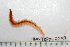  ( - HUNTSPOL0049)  @13 [ ] CreativeCommons - Attribution (2010) Unspecified Centre for Biodiversity Genomics