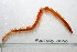  ( - HUNTSPOL0050)  @13 [ ] CreativeCommons - Attribution (2010) Unspecified Centre for Biodiversity Genomics
