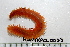  ( - HUNTSPOL0063)  @14 [ ] CreativeCommons - Attribution (2010) Unspecified Centre for Biodiversity Genomics