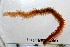  ( - HUNTSPOL0066)  @13 [ ] CreativeCommons - Attribution (2010) Unspecified Centre for Biodiversity Genomics