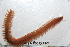  ( - HUNTSPOL0070)  @13 [ ] CreativeCommons - Attribution (2010) Unspecified Centre for Biodiversity Genomics