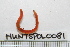  ( - HUNTSPOL0081)  @12 [ ] CreativeCommons - Attribution (2010) Unspecified Centre for Biodiversity Genomics