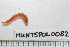  ( - HUNTSPOL0082)  @12 [ ] CreativeCommons - Attribution (2010) Unspecified Centre for Biodiversity Genomics