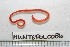 ( - HUNTSPOL0086)  @13 [ ] CreativeCommons - Attribution (2010) Unspecified Centre for Biodiversity Genomics