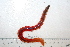  ( - HUNTSPOL0161)  @13 [ ] CreativeCommons - Attribution (2010) Unspecified Centre for Biodiversity Genomics