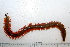  (Alitta virens - HUNTSPOL0170)  @14 [ ] CreativeCommons - Attribution (2010) Unspecified Centre for Biodiversity Genomics