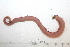  (Glycera sp. CMC01 - HUNTSPOL0173)  @11 [ ] CreativeCommons - Attribution (2010) Unspecified Centre for Biodiversity Genomics