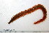  ( - HUNTSPOL0195)  @13 [ ] CreativeCommons - Attribution (2010) Unspecified Centre for Biodiversity Genomics