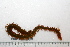  ( - HUNTSPOL0219)  @13 [ ] CreativeCommons - Attribution (2010) Unspecified Centre for Biodiversity Genomics