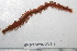  ( - HUNTSPOL0221)  @13 [ ] CreativeCommons - Attribution (2010) Unspecified Centre for Biodiversity Genomics