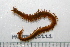 ( - HUNTSPOL0222)  @13 [ ] CreativeCommons - Attribution (2010) Unspecified Centre for Biodiversity Genomics