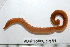  (Leitoscoloplos robustus - HUNTSPOL0232)  @13 [ ] CreativeCommons - Attribution (2010) Unspecified Centre for Biodiversity Genomics
