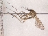  (Aedes flavescens - Chu_Ocfla_02)  @14 [ ] Unspecified (default): All Rights Reserved  Unspecified Unspecified