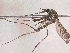  (Aedes sp - Chu_Ocsp_04)  @14 [ ] Unspecified (default): All Rights Reserved  Unspecified Unspecified
