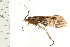  (Hydatophylax argus - 08NBEPT-1602)  @14 [ ] CreativeCommons - Attribution (2008) Unspecified Centre for Biodiversity Genomics