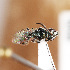  ( - ASUHIC0112600)  @11 [ ] by-nc-sa (2021) Jason Gibbs University of Manitoba