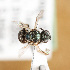  ( - ASUHIC0112729)  @11 [ ] by-nc-sa (2021) Jason Gibbs University of Manitoba