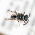  ( - ASUHIC0113382)  @11 [ ] by-nc-sa (2021) Jason Gibbs University of Manitoba