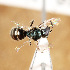  ( - ASUHIC0113542)  @11 [ ] by-nc-sa (2021) Jason Gibbs University of Manitoba