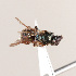  ( - ASUHIC0113552)  @11 [ ] by-nc-sa (2021) Jason Gibbs University of Manitoba