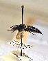  (Coelioxys alternatus - JBWM0361421)  @11 [ ] by (2025) Jason Gibbs University of Manitoba