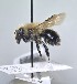  ( - JBWM0391532)  @11 [ ] by (2025) Jason Gibbs University of Manitoba