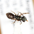  (Lasioglossum perparvum - LA-LL-3-BB-2 981)  @11 [ ] by-nc-sa (2021) Jason Gibbs University of Manitoba